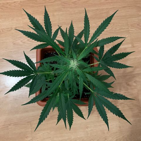 Küsa growlog timeline photo