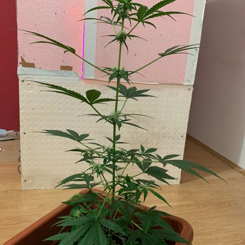 Küsa growlog timeline photo
