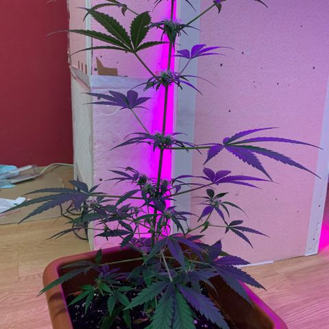 Küsa growlog timeline photo