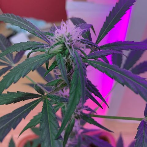 Küsa growlog timeline photo