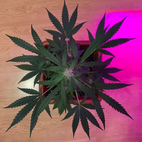 Küsa growlog timeline photo