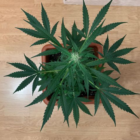 Küsa growlog timeline photo