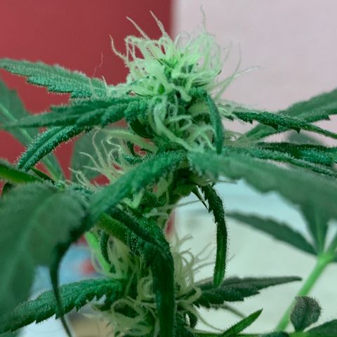 Küsa growlog timeline photo