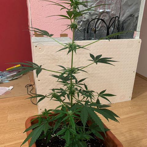 Küsa growlog timeline photo