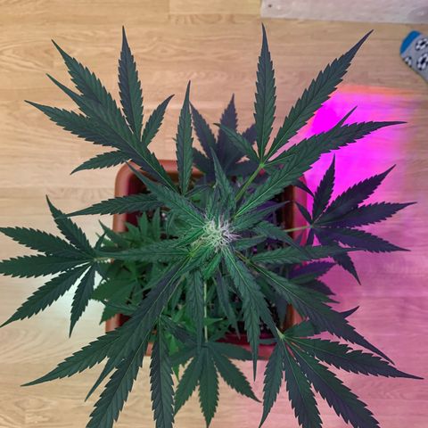Küsa growlog timeline photo