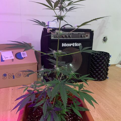 Küsa growlog timeline photo