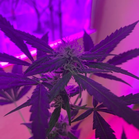 Küsa growlog timeline photo