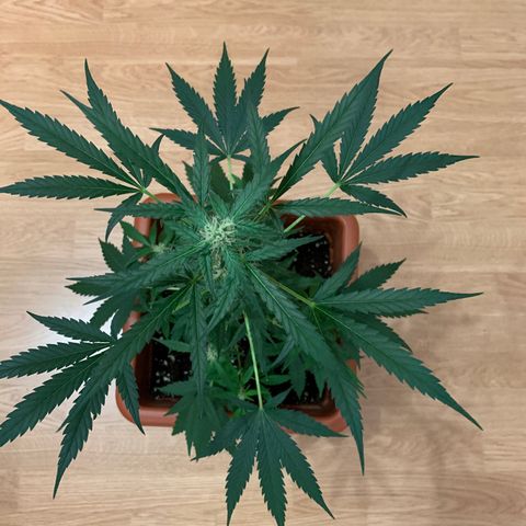 Küsa growlog timeline photo