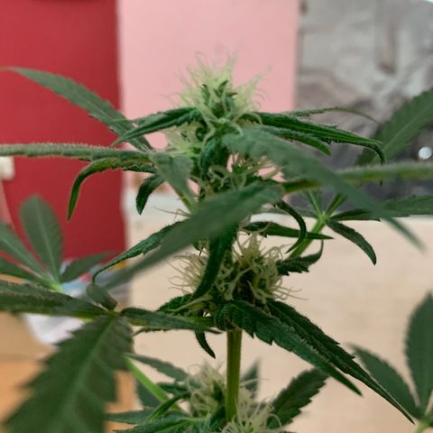 Küsa growlog timeline photo