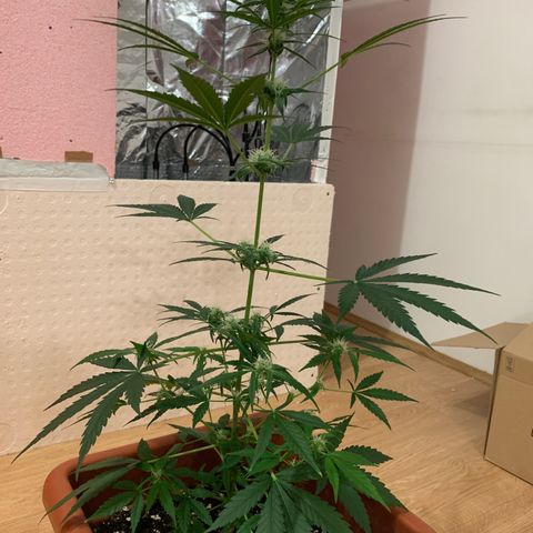 Küsa growlog timeline photo