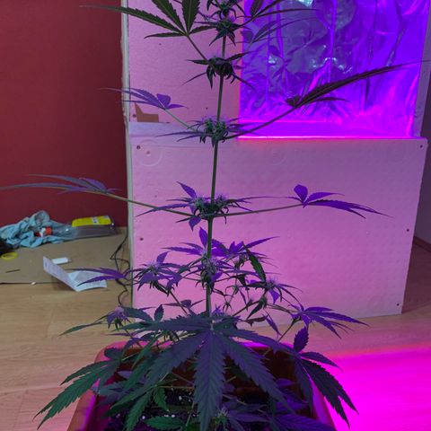 Küsa growlog timeline photo