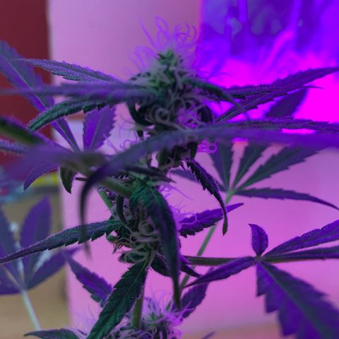Küsa growlog timeline photo