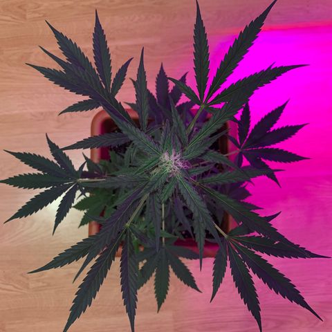 Küsa growlog timeline photo