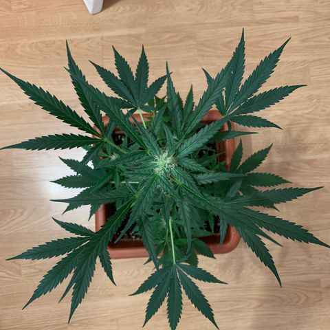 Küsa growlog timeline photo
