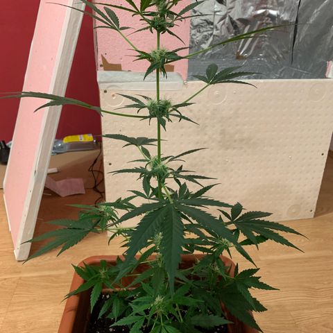 Küsa growlog timeline photo