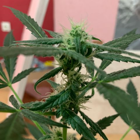Küsa growlog timeline photo
