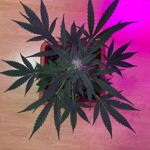 Küsa growlog timeline photo