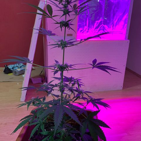 Küsa growlog timeline photo