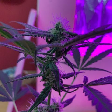 Küsa growlog timeline photo