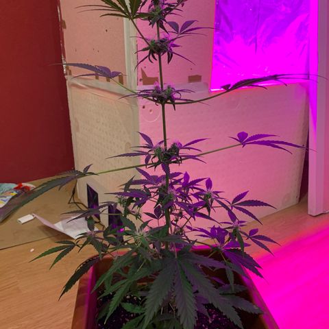 Küsa growlog timeline photo