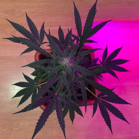 Küsa growlog timeline photo