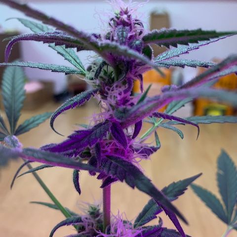 Küsa growlog timeline photo