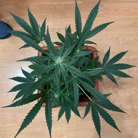 Küsa growlog timeline photo