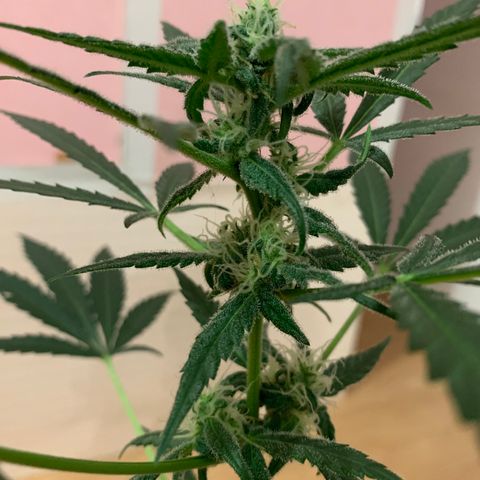 Küsa growlog timeline photo