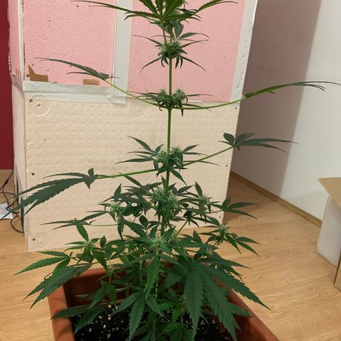 Küsa growlog timeline photo