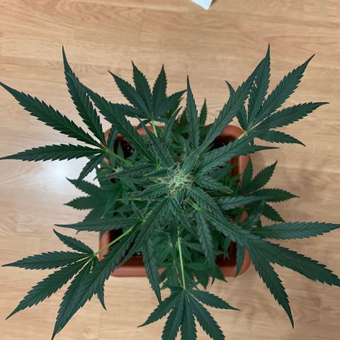Küsa growlog timeline photo