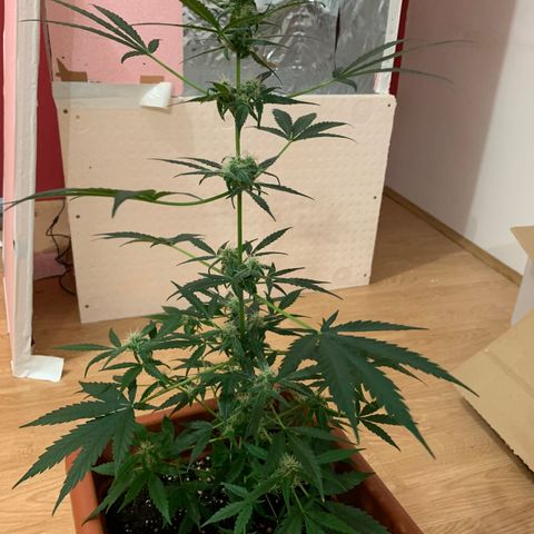 Küsa growlog timeline photo
