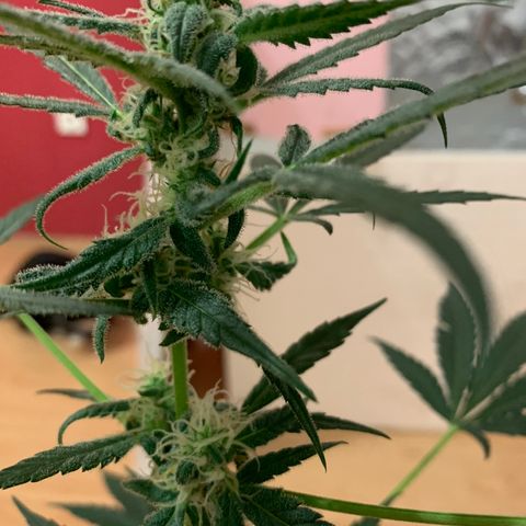 Küsa growlog timeline photo