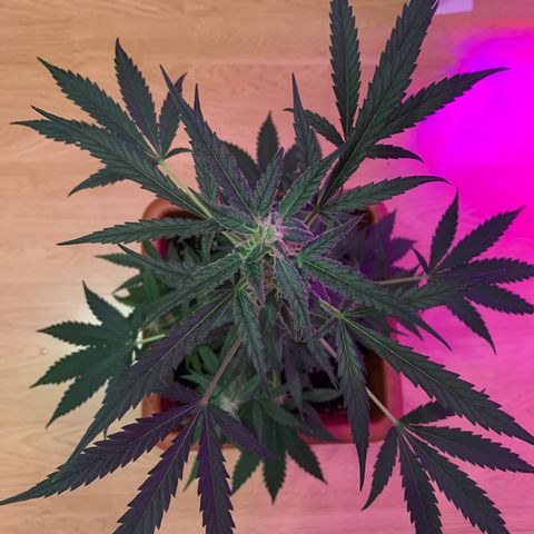 Küsa growlog timeline photo