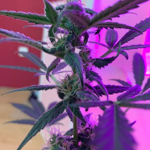 Küsa growlog timeline photo