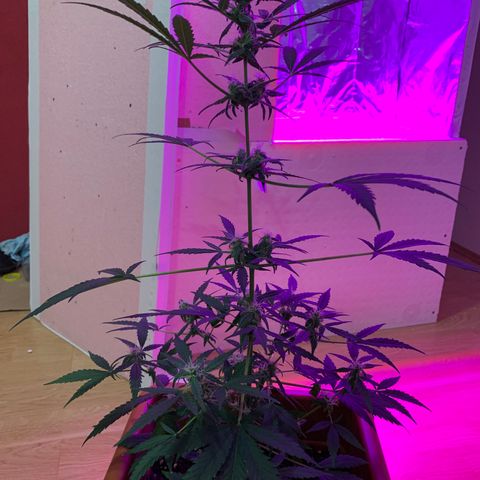 Küsa growlog timeline photo