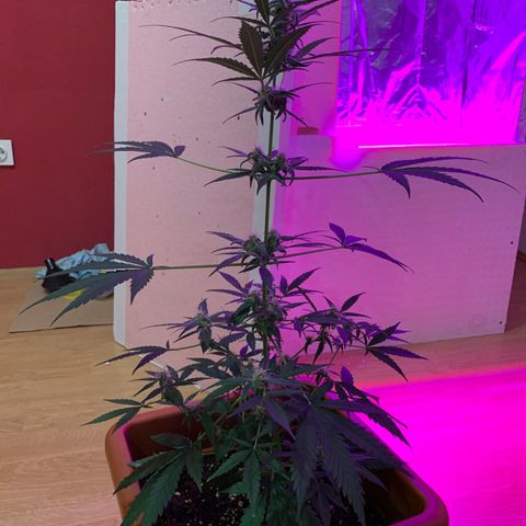 Küsa growlog timeline photo
