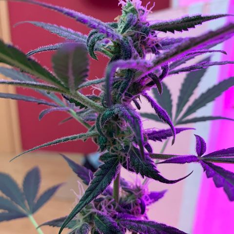 Küsa growlog timeline photo