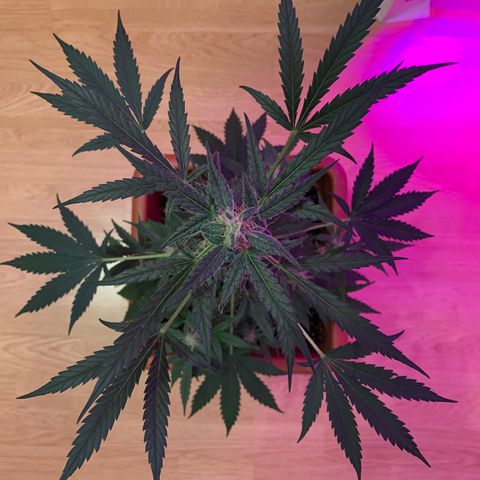 Küsa growlog timeline photo