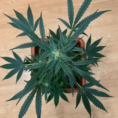 Küsa growlog timeline photo