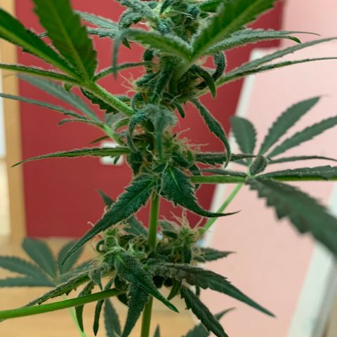 Küsa growlog timeline photo