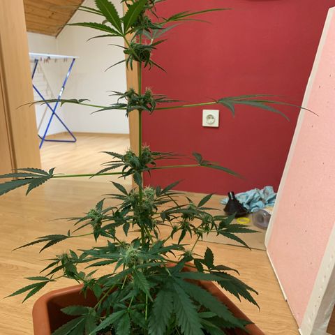 Küsa growlog timeline photo