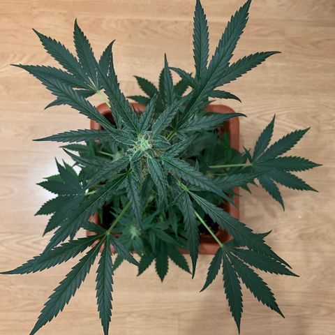 Küsa growlog timeline photo