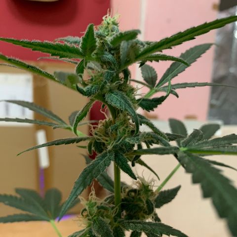 Küsa growlog timeline photo