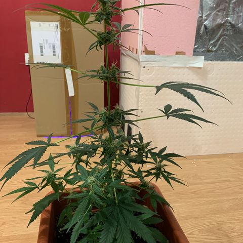 Küsa growlog timeline photo