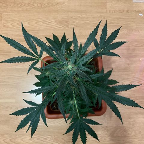 Küsa growlog timeline photo