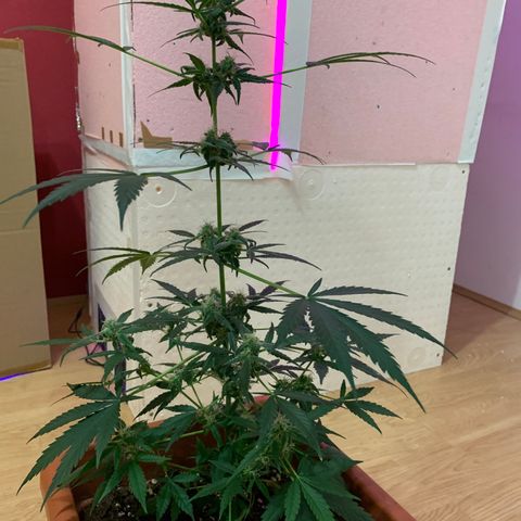 Küsa growlog timeline photo