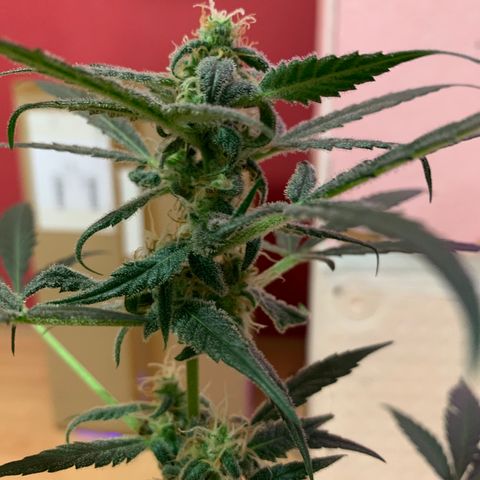Küsa growlog timeline photo