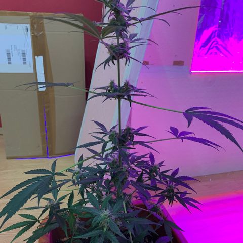 Küsa growlog timeline photo