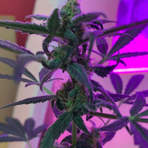 Küsa growlog timeline photo