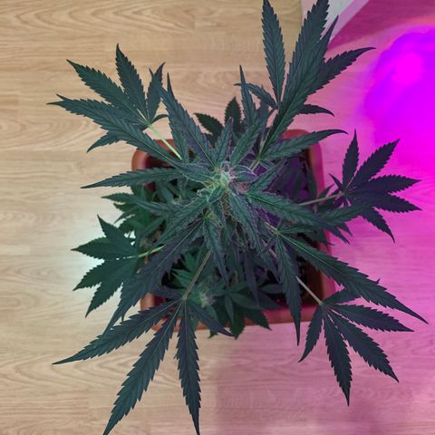 Küsa growlog timeline photo
